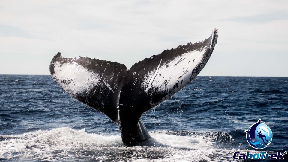 Private Luxury Yacht Whale Watching - Tour Information