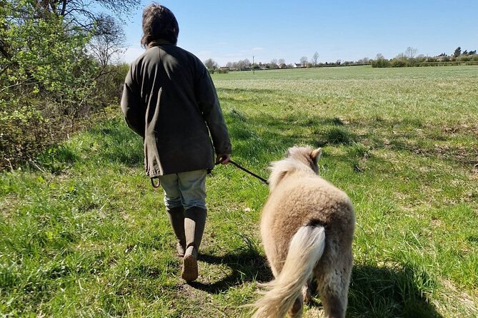 Private Miniature Horse Walking Near Lincoln - Cancellation Policy