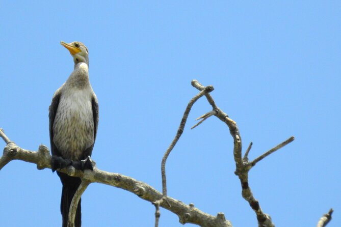 Private Navigation Through Mangroves Forest/ Beach Time/ Chocolate Experience - Common questions