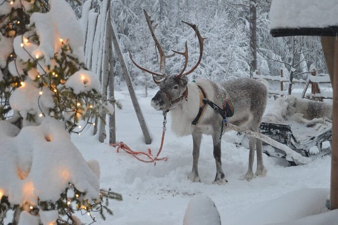 PRIVATE Reindeer Farm Tour in Rovaniemi - Common questions