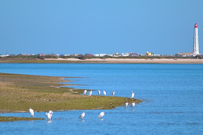 Private Ria Formosa Natural Park Boat Cruise From Faro - Reviews