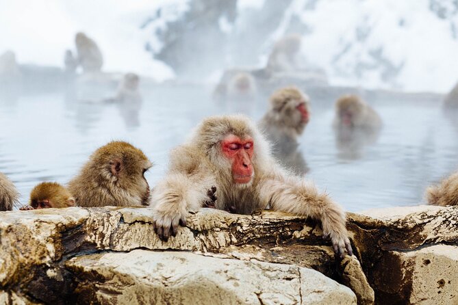 Private Snow Monkey Tour - Conveniently Resort Hop and Sightsee - Cancellation Policy Details