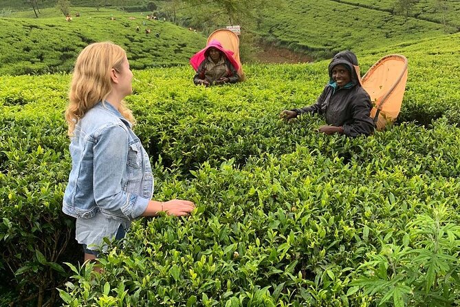 Private Tea Tour and Tea Factory - Health and Safety Recommendations