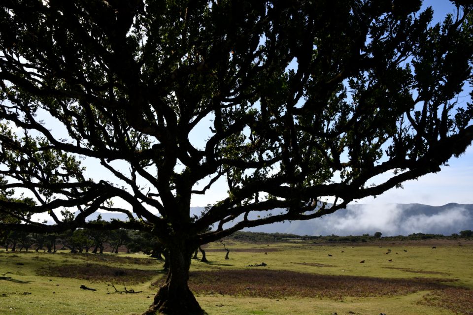 Private Tour: Fanal Tour by Overland Madeira - Booking Information