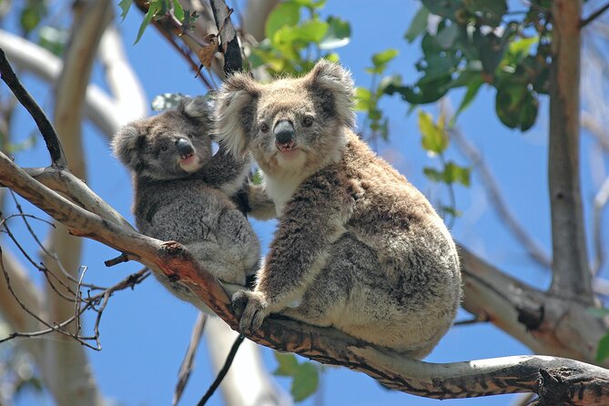 Private Tour - Great Ocean Road Express Tour - 9 Hour Duration - Booking Process