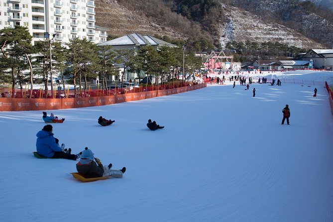 [Private Tour] Nami Island & Snow Viewing and Snow Sled (More Members Less Cost) - Ideal Participants