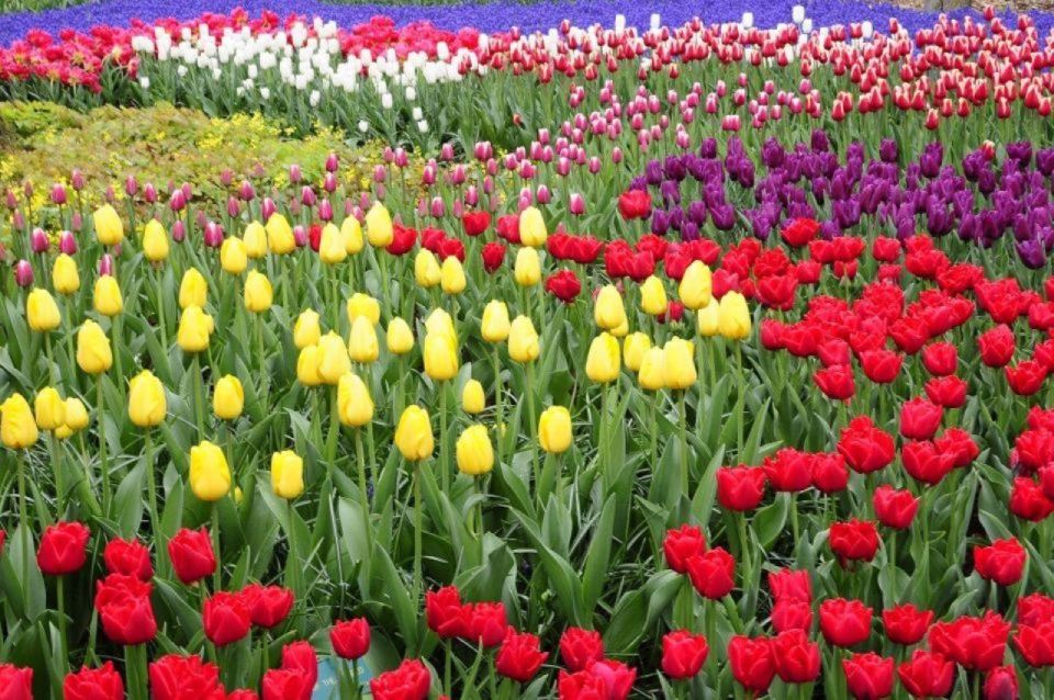 Private Tour to Tulip Experience, Keukenhof & Giethoorn - Tulip Experience Amsterdam