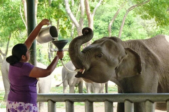Private Udawalawa Safari Plus Elephant Transit Home Day Trip - Booking Information