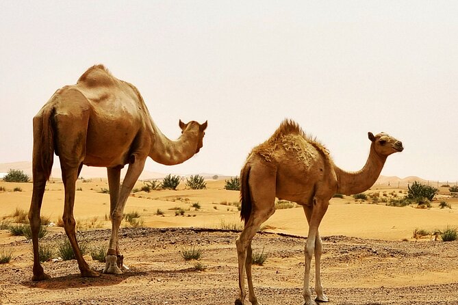 Professional Desert Safari With Camel Ride & BBQ in Bedouin Camp - Traveler Interaction