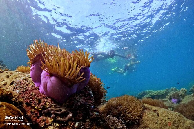 PROFESSIONAL SNORKELING to Explore Hidden Coral Spots (MAX 9 PAX) - Snorkeling Locations