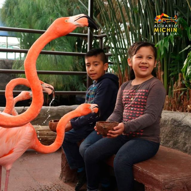 Puebla: Ticket to Aquarium Michin - Key Points