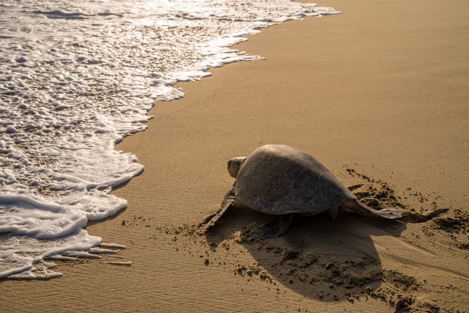 Puerto Escondido: Turtle Release Experience - Customer Reviews