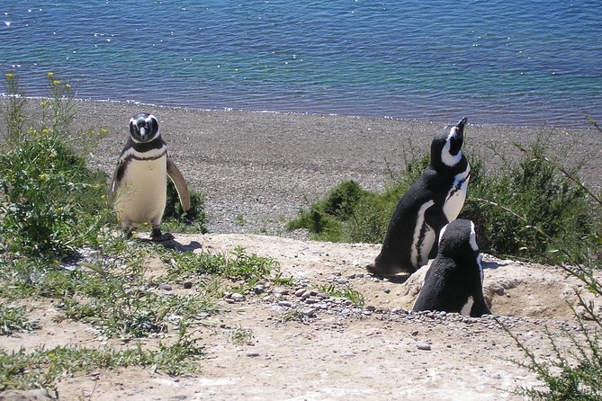Puerto Madryn Shore Excursion: Private Day Trip to Punta Tombo Penguin Colony - Additional Information