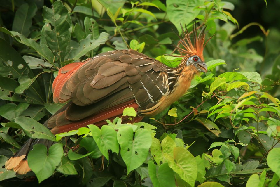 Puerto Maldonado: 4-day Tambopata National Reserve Tour - Duration and Logistics