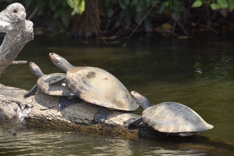 Puerto Maldonado: 4-Day Tambopata Rainforest Tour - Day 2 Adventures