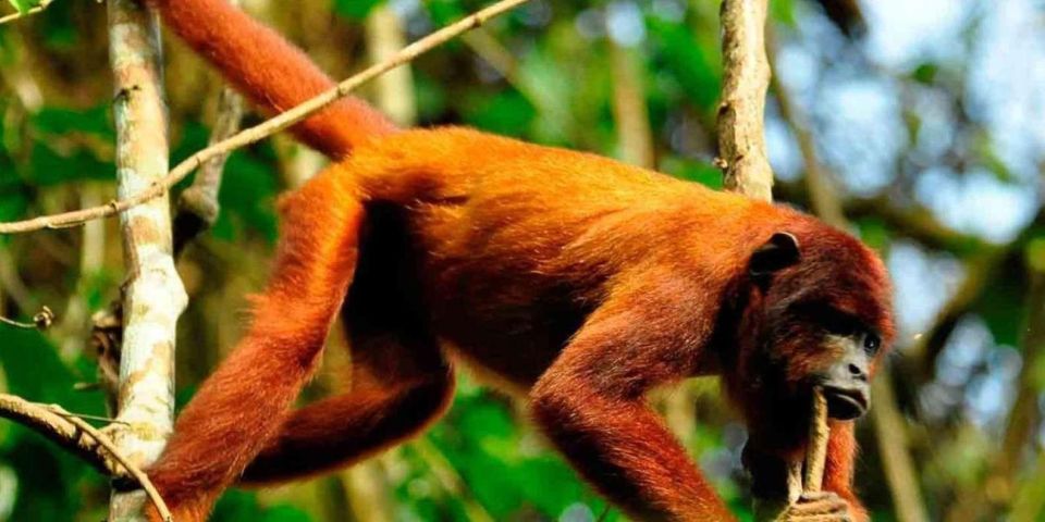 Puerto Maldonado: Kayak and Zip Line Adventure Monkey Isla - Inclusions and Highlights