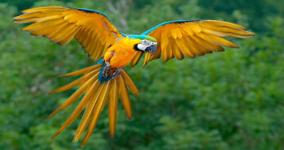 Puerto Maldonado: Parrot and Macaw Clay Lick Excursion. - Enjoy Scenic Boat Rides