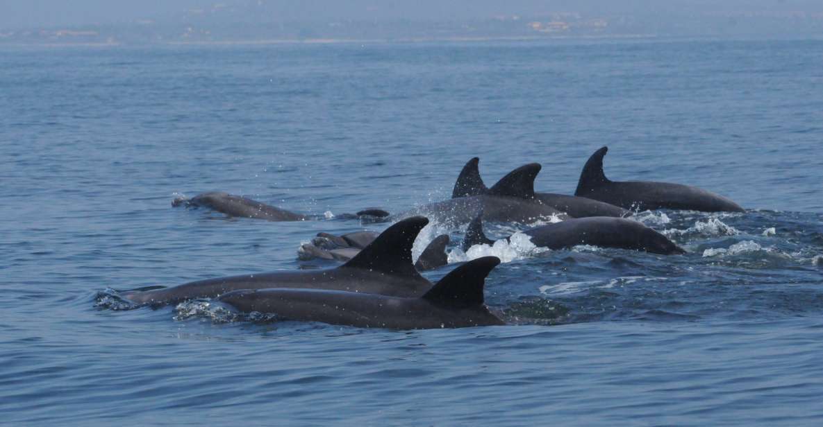 Puerto Vallarta: Dolphin Watching Cruise With a Biologist - Detailed Description