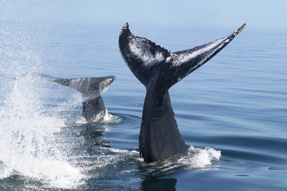 Puerto Vallarta: Humpback Whale Research Adventure Tour - Boat Tour Information