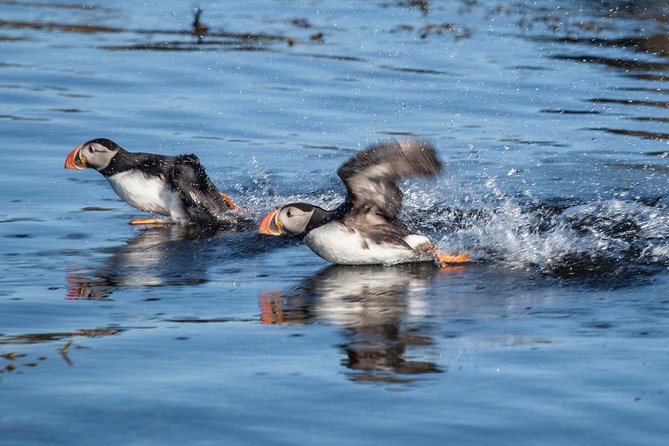 Puffin Cruise With Expert Tour Guide From Reykjavik - Onboard Experience and Amenities