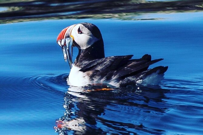 Puffin Express by RIB Speedboat - Price Information