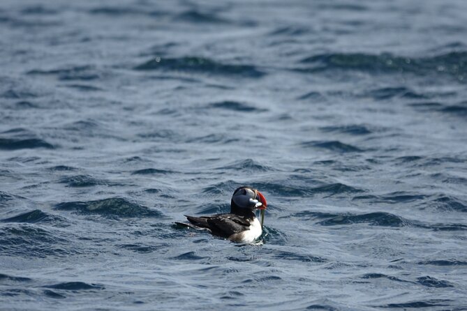 Puffin Observation by Boat From Reykjavik Old Harbour - Cancellation Policy