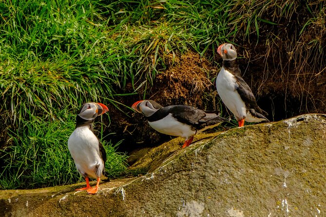 Puffin Watching Speedboat Express - Additional Details