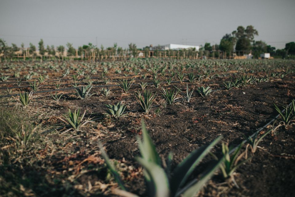 Querétaro: Rural Distillery Mezcal Tasting Tour - Accessibility & Accommodations