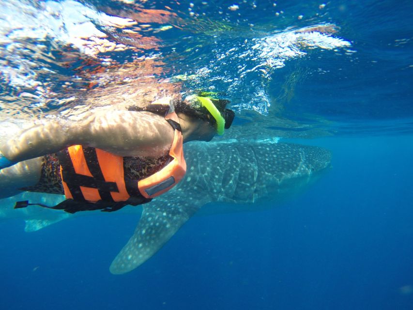 Quintana Roo: Whale Shark Swim, Private Boat Trip, and Lunch - Activity Description