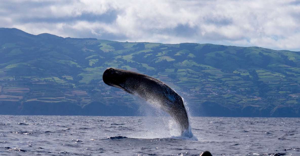 Rabo De Peixe: Sperm Whale Sanctuary Expedition - Starting Location Information