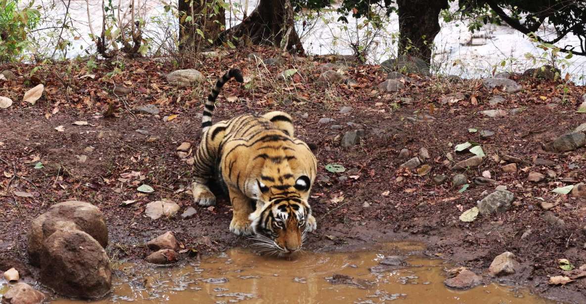 Ranthambore Safari by Canter ( 20 Seater Bus) - Wildlife Viewing Experience