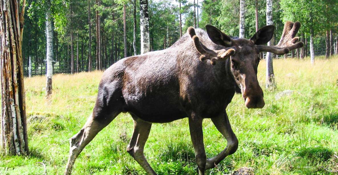 Ranua Wildlife Park Day: Visit the Arctic Animals - Full Activity Description