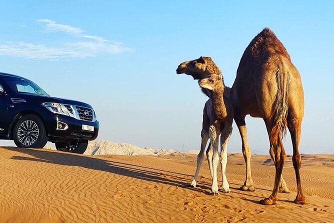 Red Dune Desert Safari With Dinner Quad Bike and Camel Ride - Cancellation Policy