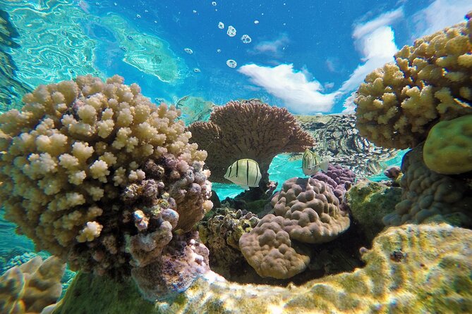 Reef Discovery Luxury Private Snorkeling Lagoon Tour - Tour Inclusions