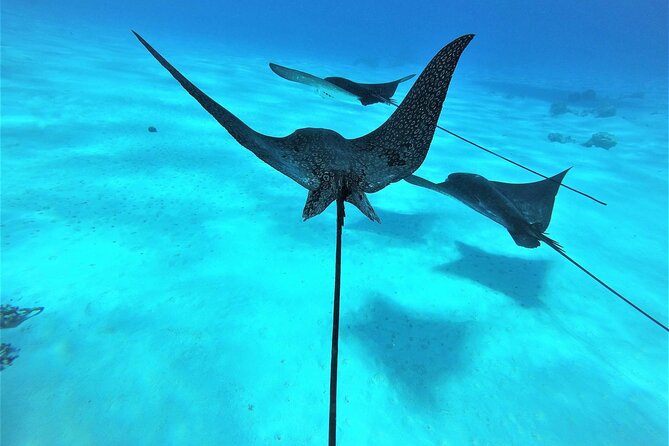 Reef Discovery Private Full Day Lagoon Tour & Water Lunch - Pick-up/Drop-off Logistics