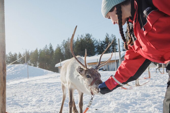 Reindeer Farm Visit With Sledge Ride - Cancellation Policy Details