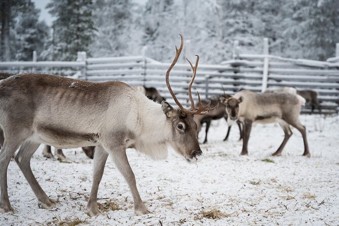 Reindeer Husbandry Experience in Levi - Important Cancellation Information