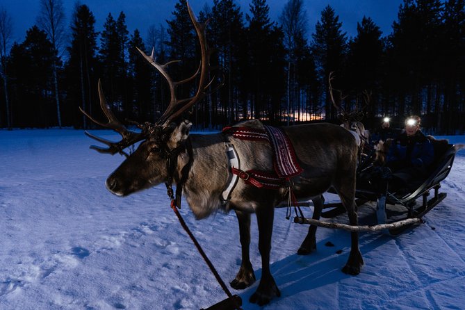 Reindeer Sleigh Ride Across the Night in Apukka Resort Rovaniemi - Flexible Cancellation Policy