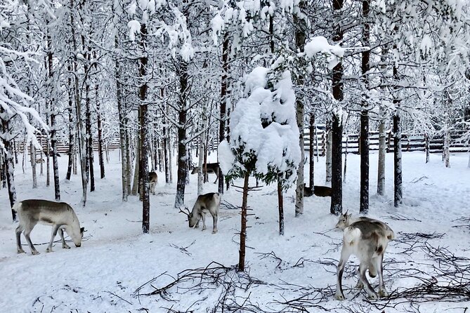 Reindeer Sleigh Ride Forest Safari - Last Words