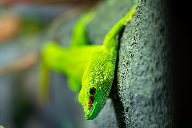 Reptile House Experience at Melbourne Zoo - Excl. Entry - Expectations