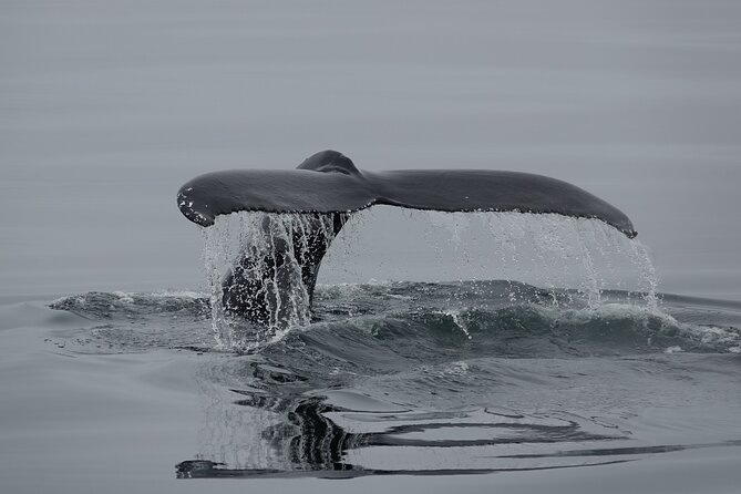 Reykjavík Bay Arctic Rose Whale Watching Excursion - Viator Support and Booking Information