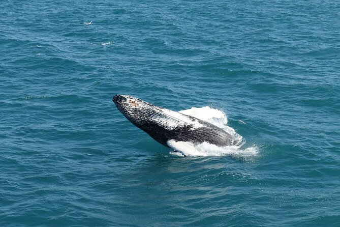 Reykjavik: Minke and Humpback Whale-Watching Tour - Expert Guides