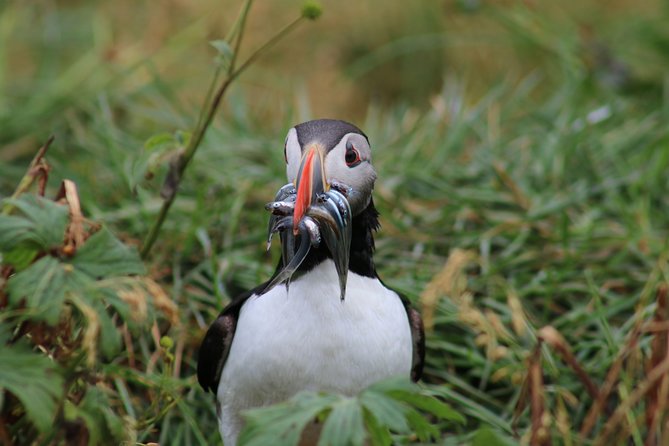 Reykjavik Premium Puffin Tour Close up and Personal - Cancellation Policy