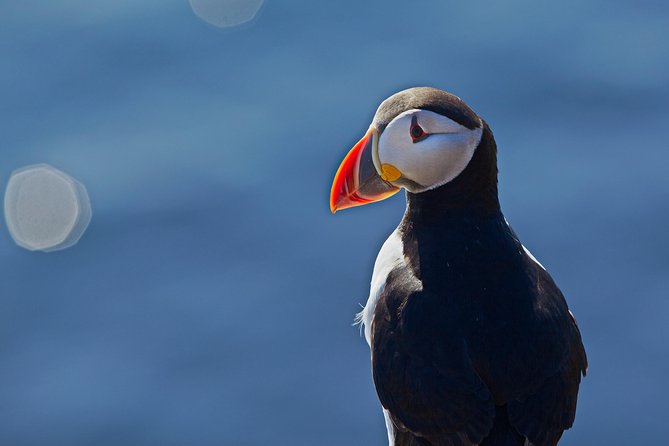 Reykjavik Shore Excursion: Puffin Sightseeing Cruise - Cancellation Policy and Booking Details