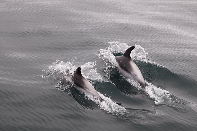 Reykjavik Shore Excursion: Whale-Watching Cruise - Inclusions