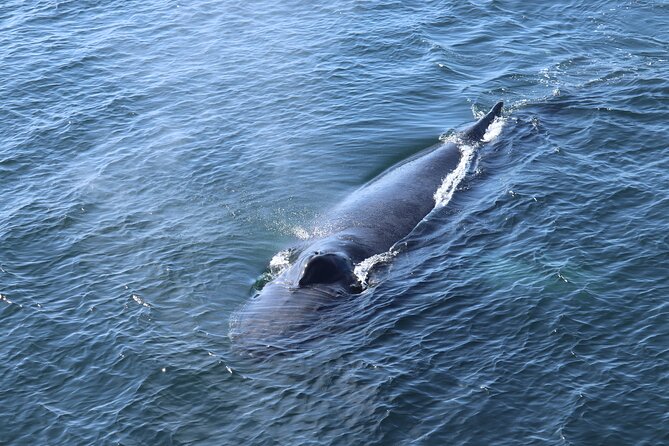 Reykjavik Whale Watching and Lava Show - Understanding the Cancellation Policy