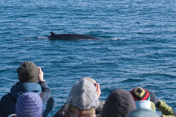 Reykjavik Whales & White Water Rafting Adventure - Additional Info and Assistance