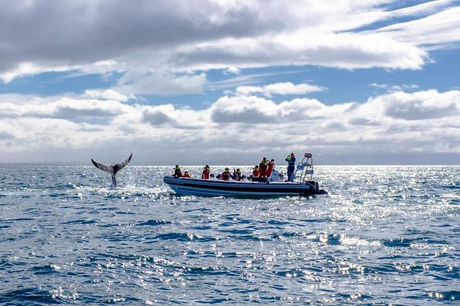 RIB Whale Watching Small-Group Boat Tour From Reykjavik - Customer Feedback