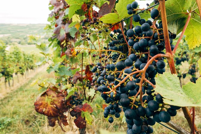 Ribera and Rioja Wineries Private Tour From Madrid - Common questions