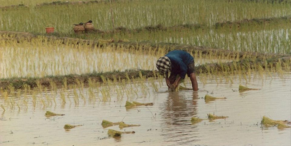 Rice Planting in Nepal - Community Celebrations and Festivities